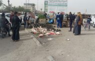 بيئة كربلاء تنفذ حملة لمنع بيع وصيد طير الفلامنغو وتهدد المخالفين بـ